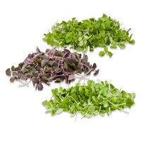 micro basil bundles: Italian, opal & lemon basil