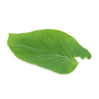 Rootbeer Leaf-1