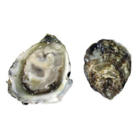 Live Olympia Oysters