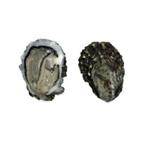 raw oyster in the half shell, with lid