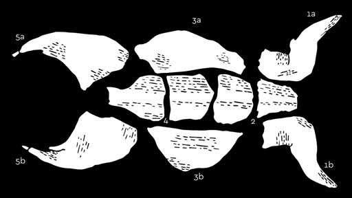 rabbit butchery diagram